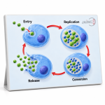 Reproduction Cycle of Chlamydia Model